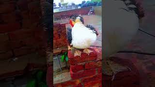 Muscovy duck flapping wings ducks muscovy funny viral shorts [upl. by Slotnick]