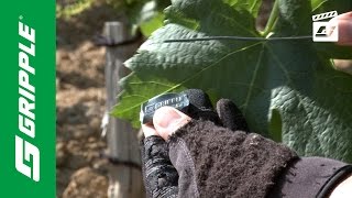 Repairing Trellis Wires feat Gripple Plus [upl. by Posehn]