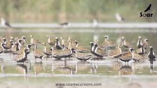 Pacific Golden Plovers  Birding in Gujarat [upl. by Livesay]