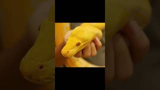 Kebiasaan Unik Ular piton shorts video animals snake hewanpopuler hewanpredator [upl. by Kingdon]