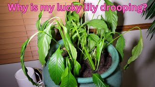 Why Is My Peace Lily Plant Drooping peacelily plants plant [upl. by Bradwell]