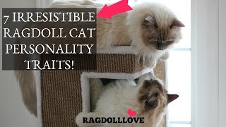 7 Irresistible Ragdoll Cat Personality Traits Thatll Make You Want One [upl. by Bidget]