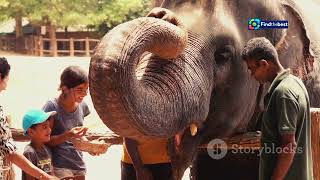 quotPairi Daiza De Beste Dierentuin van Europa nu op TV in Nederland VK en Japan 🦁quot [upl. by Devine]