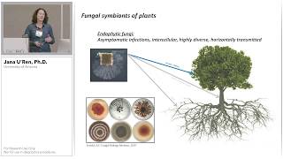 Phylogenetic Insights into the Endophyte Symbiosis using PacBio Ribosomal DNA Sequencing [upl. by Kinson]