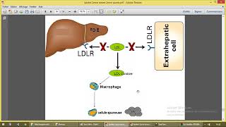 Métabolisme des lipoproteines 3 [upl. by Sheelagh]