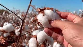 ASMR Cotton Picking ☁️ [upl. by Eikceb174]