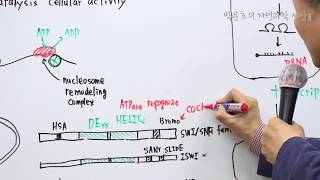 44Chromatin remodeling4 [upl. by Euhc]