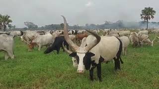 Dinka The most pastrolised Tribe in th World Annual Nomadic Pastoralism in SSudan [upl. by Dannel]