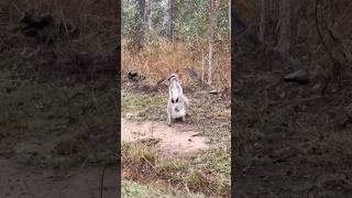 Whiptail wallaby with her joey Please subscribe [upl. by Ricard159]