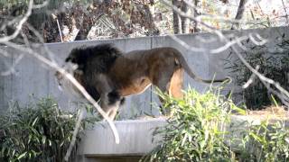 Male Lion roaring in National zoo [upl. by Yenobe]