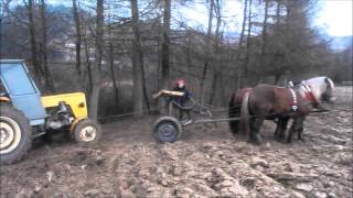 Konie zimnokrwiste pracują  Horse pulling [upl. by Chapman]