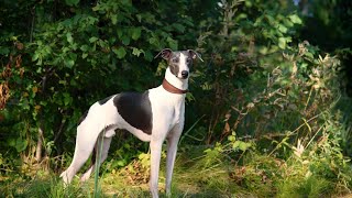 Getting to Know the Affectionate Whippet A Guide to Caring for Your Furry Friend [upl. by Aicssej]