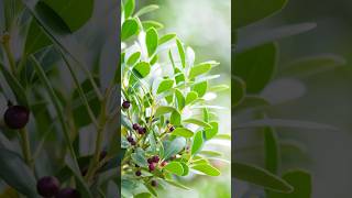 Inkberry Holly  A Hardy Evergreen for Your Garden shorts holly berries PlantsWorld [upl. by Duarte]