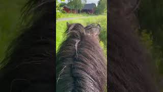 iceland häst horse islandshäst music friends icelandichorse subscribe [upl. by Lerad]