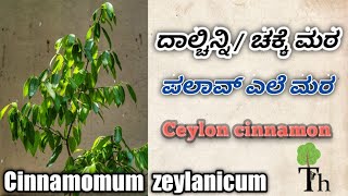 ದಾಲ್ಚಿನ್ನಿಚಕ್ಕೆ ಮರ ಪಲಾವ್ ಎಲೆ ಮರ ಸಾಂಬರ್ ಪತ್ರೆ ಮರ Ceylon cinnamon [upl. by Nivak]