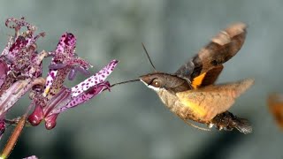 Greytipped Hummingbird Hawkmoth Hovering around Hairy Toad Lily Flowers for Nectar 240fps [upl. by Enilekcaj324]