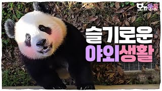 SUB 오와둥둥 ep25 quot돌아온 그 판다quot 자신감 붙은 후이의 야외 정복기 amp 동생 기강 잡는 루이의 모습까지 │Panda World [upl. by Koa725]