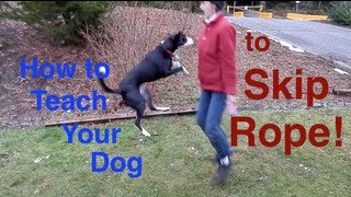 How to Teach Your Dog to Skip Rope Dogs Jumping Rope [upl. by Jilleen467]