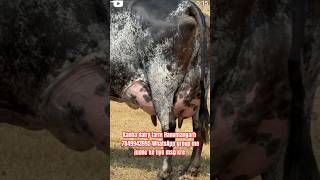 shorts cow viralvideo shortvideo trending dairycow ytshorts dairy youtubeshorts [upl. by Appel]