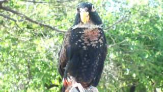 Bronze Wing Pionus [upl. by Whipple]