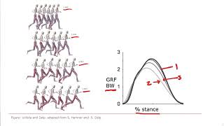 Biomechanics of Movement  Lecture 123 Muscle Actions in Running and Sprinting [upl. by Copeland]