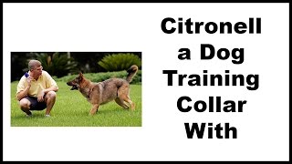 Citronella Dog Training Collar With Remote  Dog Training [upl. by Rehpotsrhc]