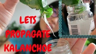 HOW TO PROPAGATE KALANCHOE Jan 9 2018 [upl. by Terina]