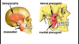 Two Minutes of Anatomy Muscle of Mastication Chewing [upl. by Suilienroc]