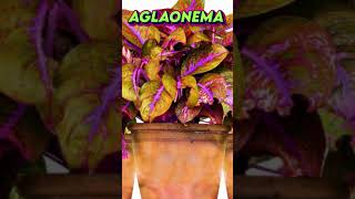 AGLAONEMA PERFEITA PARA AMBIENTES INTERNOS [upl. by Netaf]