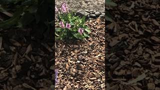 Hummingbird flying in slow motion between plants animals [upl. by Suiramed]