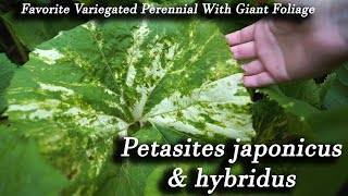 Favorite Variegated Perennial Growing Petasites japonicus and Petasites hybridus [upl. by Ameerak]