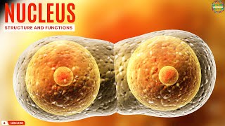 Uncovering the Surprising Structure and Functions of the Cell Nucleus [upl. by Eissak]