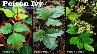 ⟹ POISON IVY  Toxicodendron radicans  Is it edible [upl. by Beryle516]