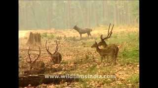 Chital or Axis deer at forest edge [upl. by Inaja79]