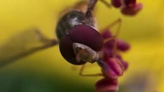 Close Up Video Of Hoverfly [upl. by Erdnoed]