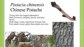 Pistacia chinensis [upl. by Ynnig]