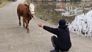 Most Emotional Animal Reunions With Their Loved Ones That Will Melt Your Heart ❤ [upl. by Ynneh536]