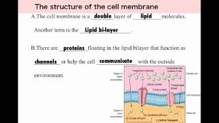 Cell Membrane 5  Selectively Permeable [upl. by Fawcette]