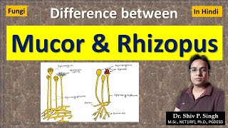 Differences between Mucor and Rhizopus  Zygomycetes [upl. by Robbin]