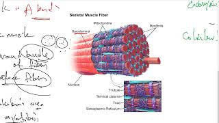 Histology of Skeletal Muscles part 2  Musculoskeletal System [upl. by Alodie]