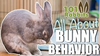 ALL ABOUT BUNNY BEHAVIOR 🐰 [upl. by Gerty945]