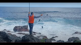 White seabream rock fishing  Pesca sargos Diplodus sargus [upl. by Ytram]