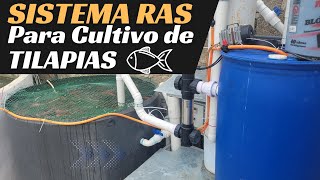 Criadero de Tilapia en sistema RAS una forma Eco sostenible de producir pescado  Eco water systems [upl. by Parrisch]