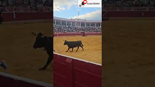 recortadores en cintruenigo navarra 2024 [upl. by Doreg609]