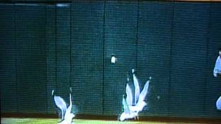 Ball Hits Bird And Gives Cleveland Indians A Win [upl. by Nert475]