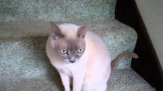 Platinum Burmese amp Blue Mink Tonkinese chat [upl. by Rednas198]