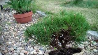 Mugo Pine Bonsai Preparation Part Imp4 [upl. by Aleehs]