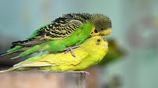 Budgies Parrots Mating  Birds Mating  Birds Love [upl. by Vina784]