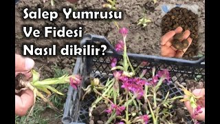 salep yumrusu ve fidesi nasıl dikilir [upl. by Dorris]