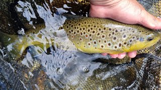 Alto Adige Torrente a Ninfa Fario taglia top zona Solo Mosca secondo giornoprimo tratto [upl. by Urata]